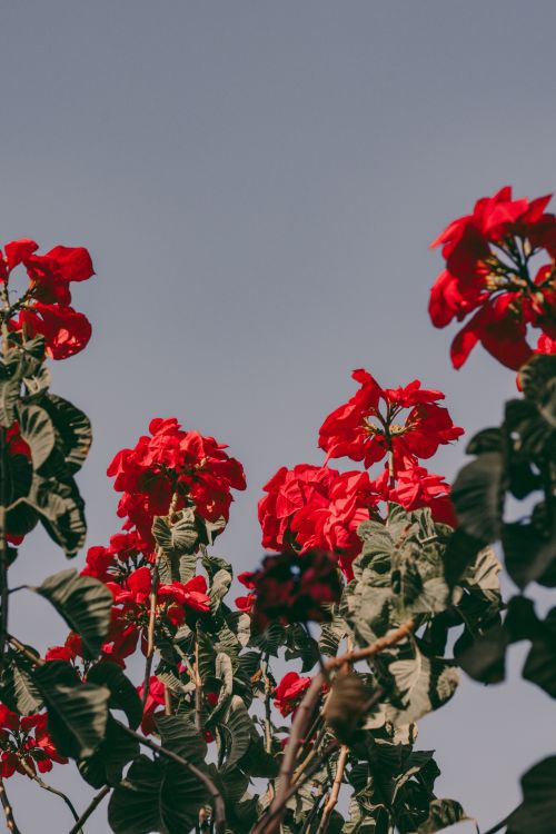 Free Bright red flowers bloom under a serene blue sky, capturing natural beauty outdoors. Stock Photo