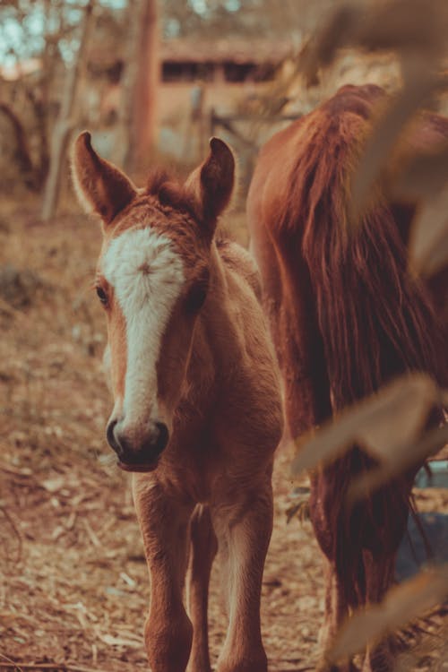 Ingyenes stockfotó állat, aranyos, barna ló témában