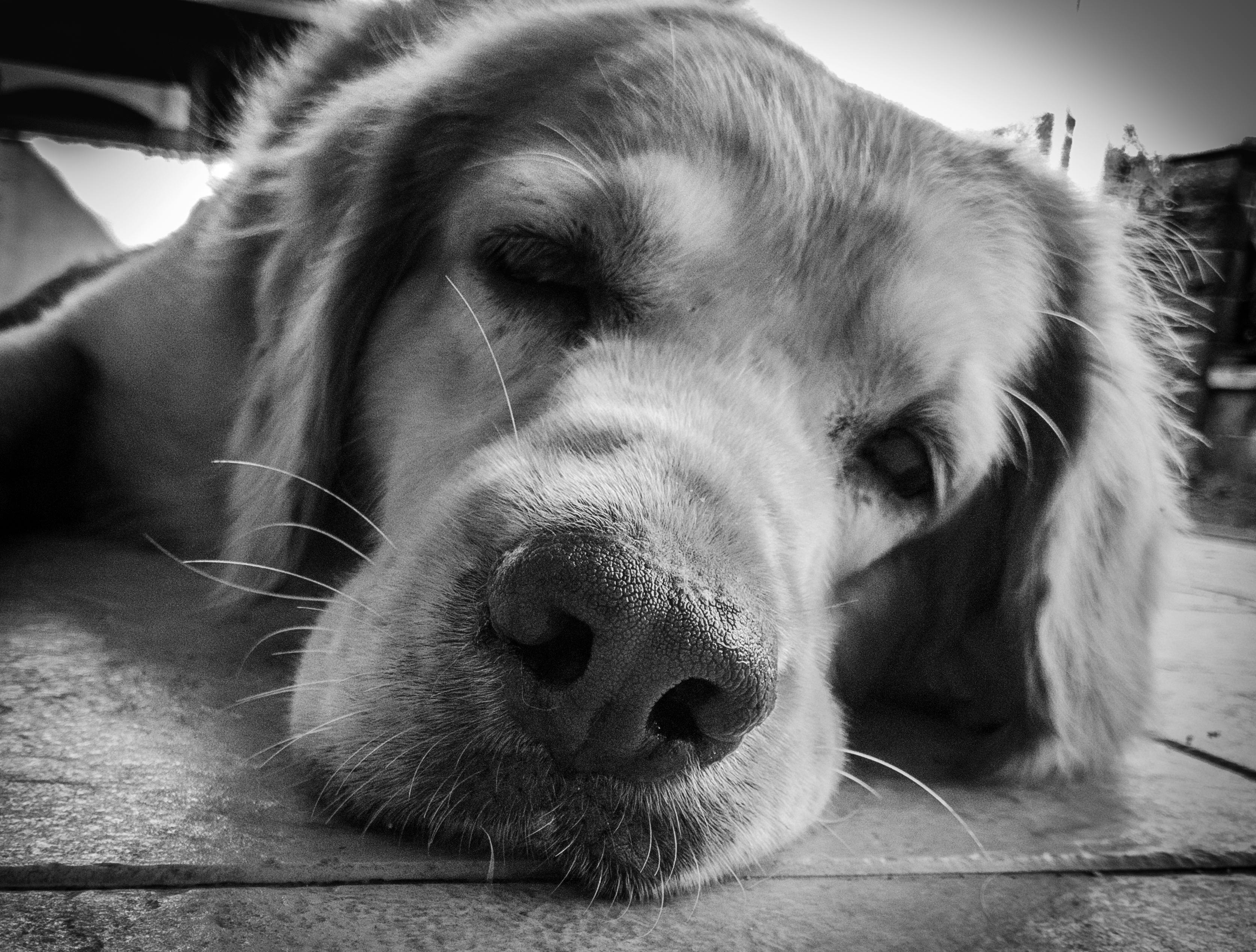 ムーディー 犬 睡眠の無料の写真素材