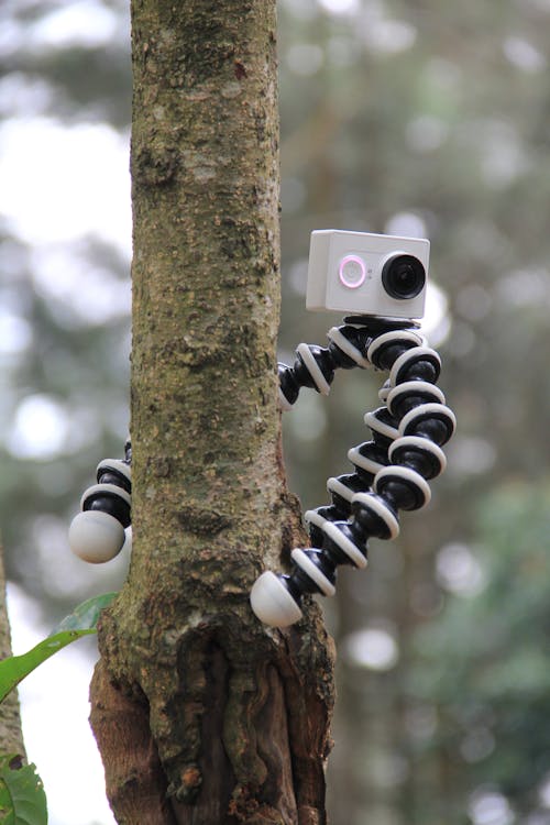 Fotobanka s bezplatnými fotkami na tému fotoaparát, GoPro, kmeň