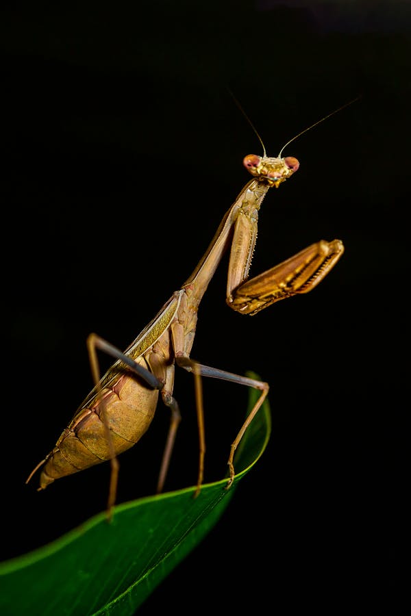 Brown Praying Mantis In Close-up Photography