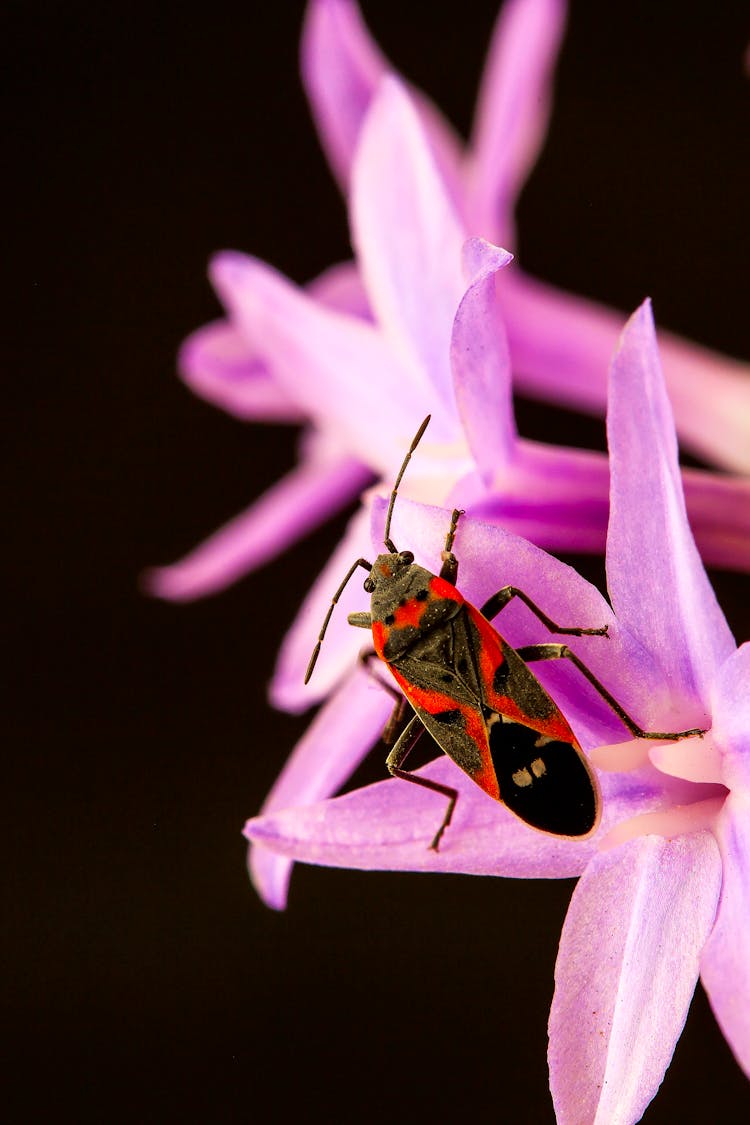 Milkweed Bug Perching On Pink Flower In Close-up Photography