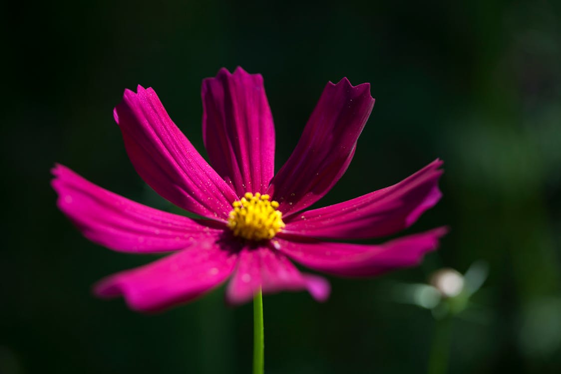 Mor Petaled Flower Makro Fotoğrafçılık