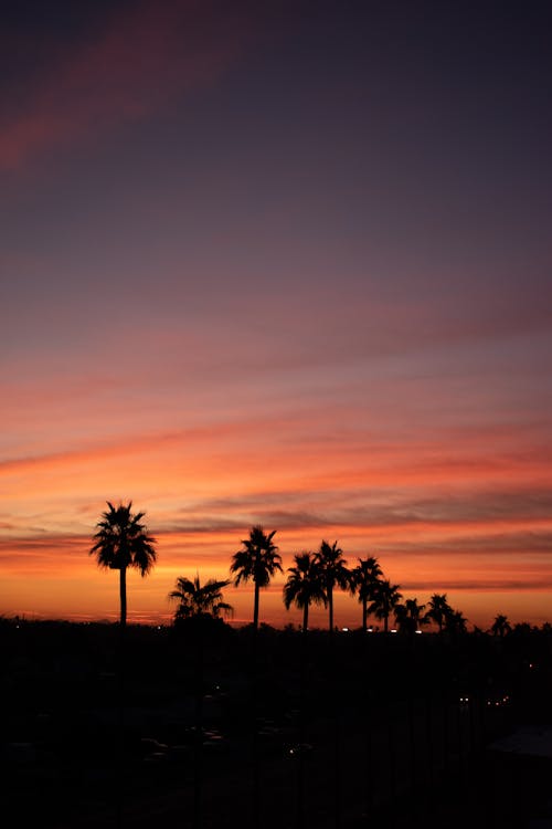 Free Silhouette of Palm Trees Under Orange Sky  Stock Photo