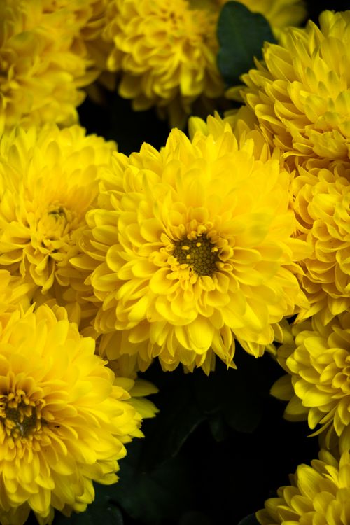 Free Bright yellow chrysanthemum flowers in full bloom captured in a close-up shot. Stock Photo