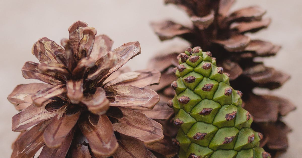 Foto stok gratis tentang biji pinus kering kerucut pinus Foto stok gratis tentang biji pinus kering kerucut pinus