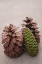 中性背景上，两个干燥松果与一个绿色松果的详细特写