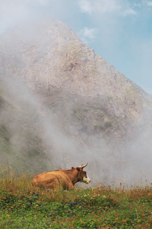 бесплатная Бесплатное стоковое фото с вертикальный выстрел, домашнее животное, домашний скот Стоковое фото