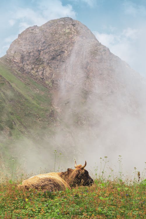 Cattle resting on Grass near Rock Formation 