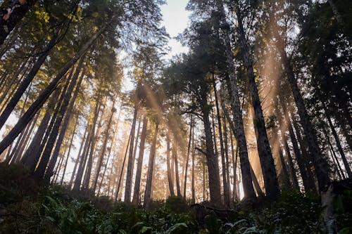 Fotos de stock gratuitas de arboles, luz a través de los árboles, noroeste pacífico