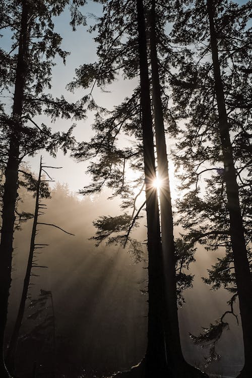 Fotos de stock gratuitas de arboles, refracción de la luz, sol