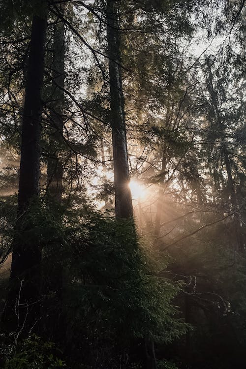 Fotos de stock gratuitas de arboles, ligero, luz a través de los árboles