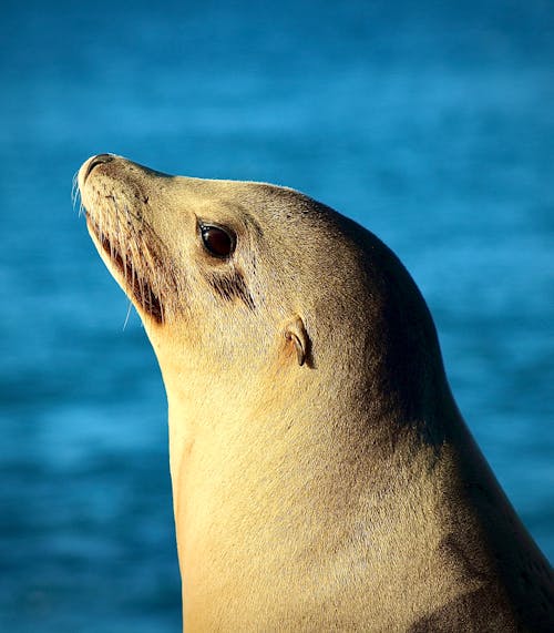 Close-Up Shot of a Sea Lion