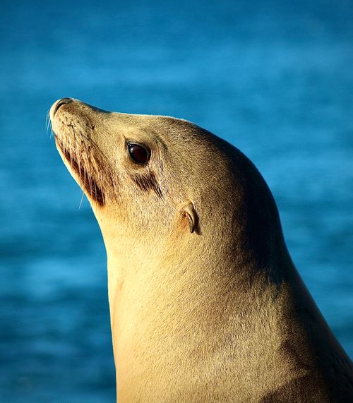 Free Close-up portrait of a California sea lion with ocean in background, San Diego, CA. Stock Photo