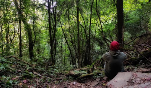 hava fotoğrafçılığı, hindistan'da renkler, karanlık orman arka plan içeren Ücretsiz stok fotoğraf