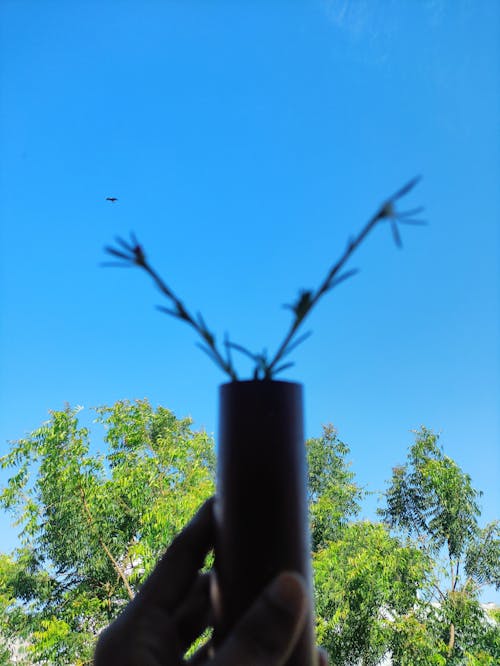 kaktüs bitkisi, koyu yeşil, Mavi gökyüzü içeren Ücretsiz stok fotoğraf