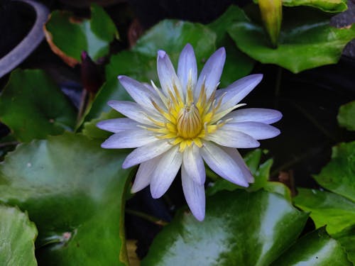 Free Close-Up Shot of Lotus Flower in Bloom Stock Photo