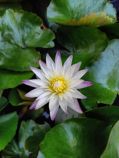 Close-Up Shot of a Lotus Flower in Bloom