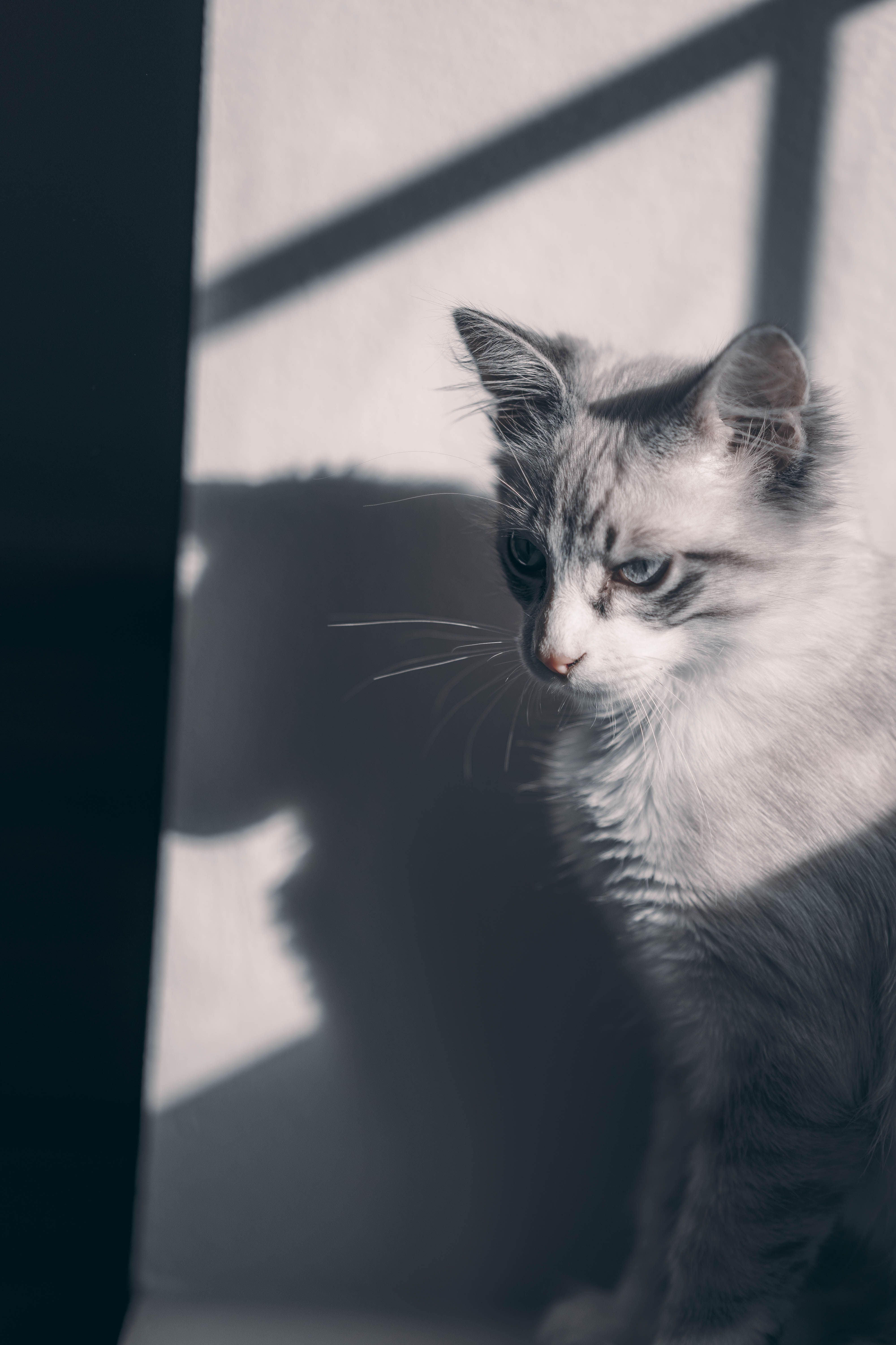 Close-Up Shot of a White Domestic Cat Sitting · Free Stock Photo