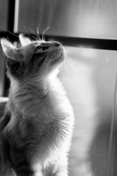 Grayscale Photo of a Cat