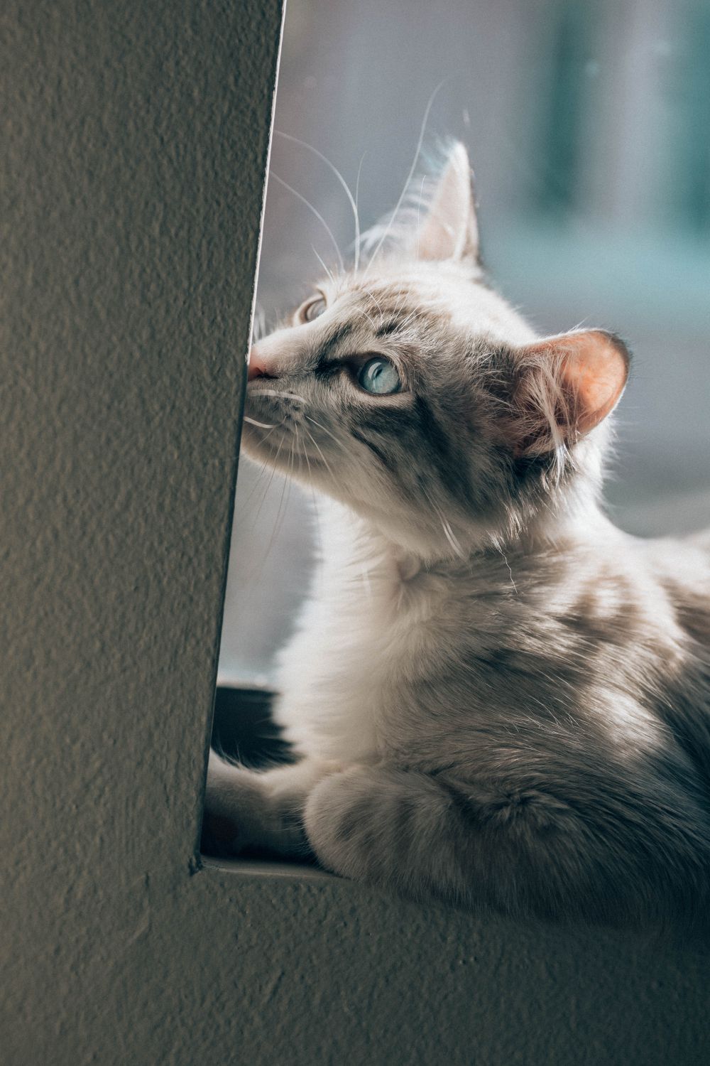 Cat Sneezing After an Essential Oil Diffuser: Toxic? What to Do in the First 60 Minutes - 1
