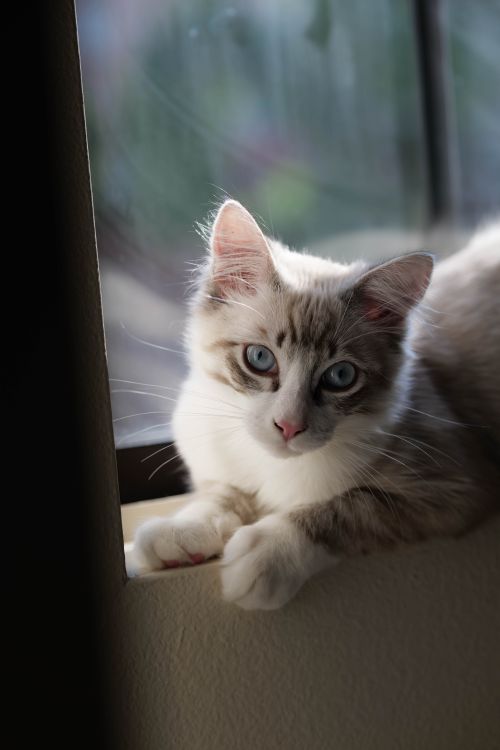 Free An adorable blue-eyed tabby cat lounging by the window, capturing serene indoor light. Stock Photo