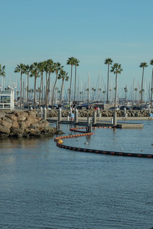 Free A tranquil marina scene featuring tall palm trees, docked boats, and a rocky shoreline under a clear sky. Stock Photo