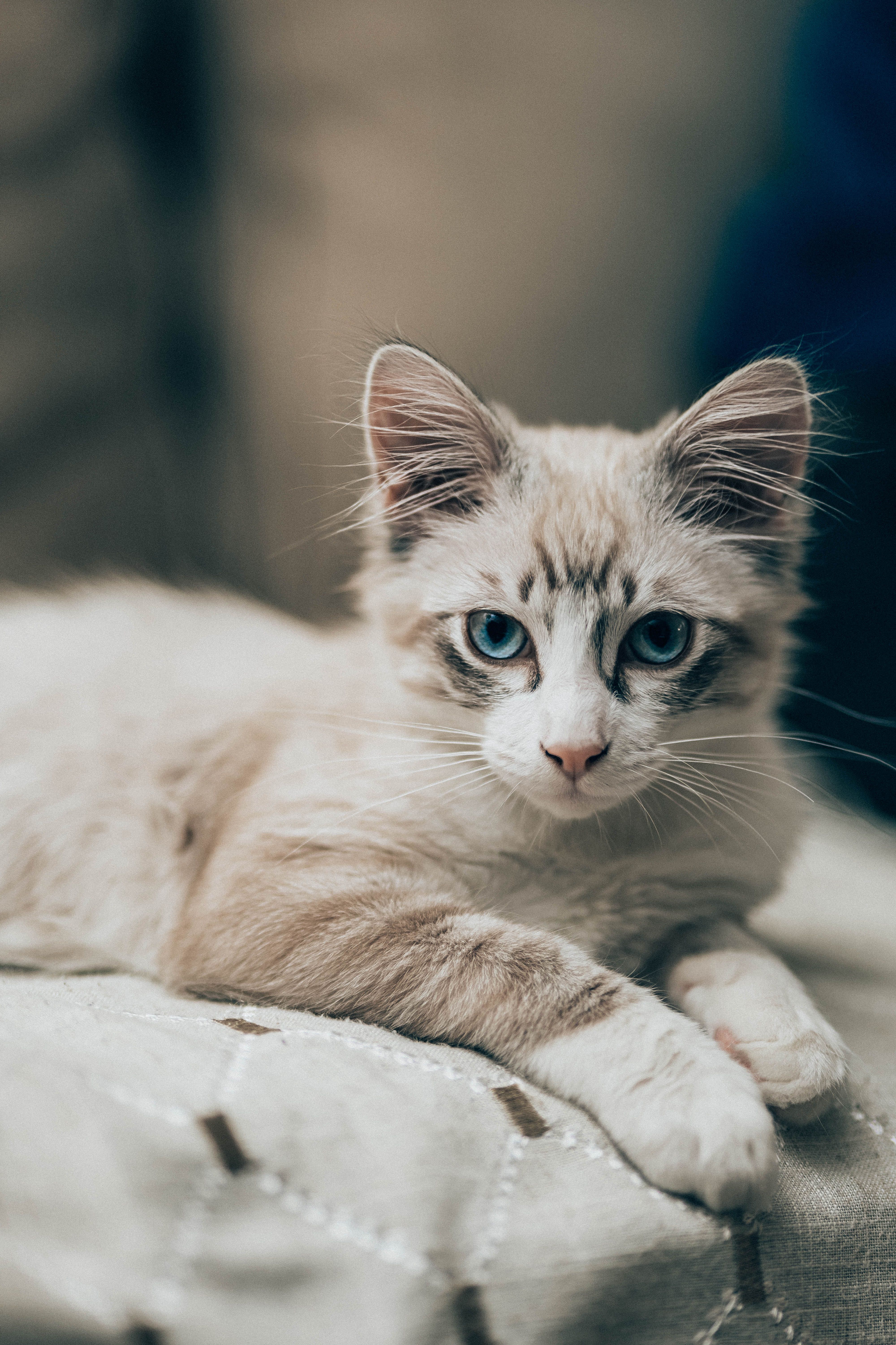 A blue-eyed domestic cat lying comfortably indoors, with its fur and whiskers clearly visible.