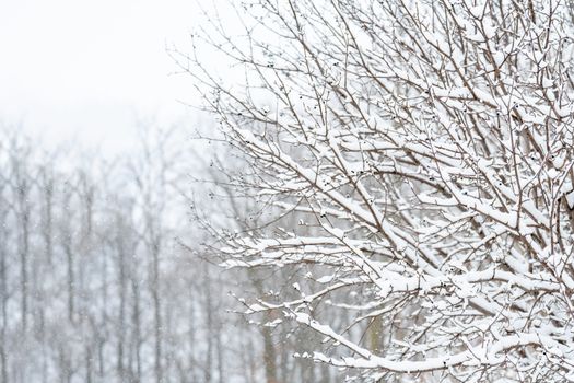 A serene winter scene with a bare tree dusted in snow, symbolizing tranquility and natural beauty.
