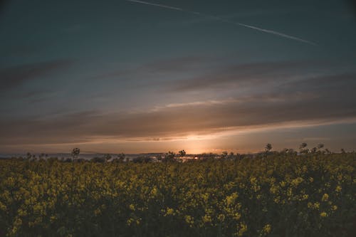 Lit De Fleur Jaune