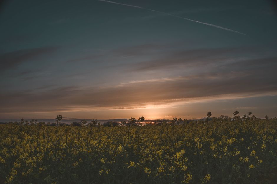 Wide view of a tranquil field of yellow flowers under a dramatic sunset sky.