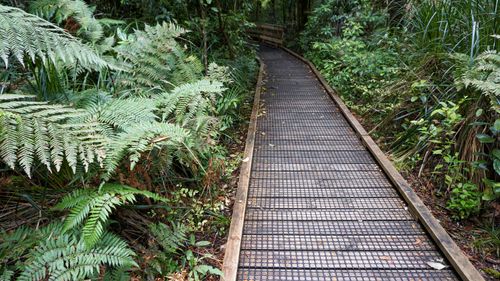 Free Serene wooden walkway weaving through lush fern vegetation in a tranquil forest setting. Stock Photo