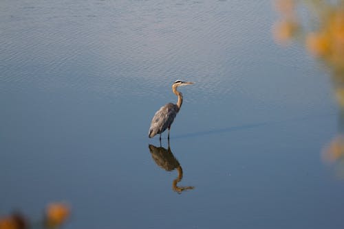 Photos gratuites de bassin, échoppe, oiseau