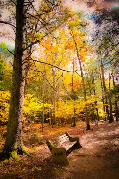 Photos gratuites de arbres, automne, banc