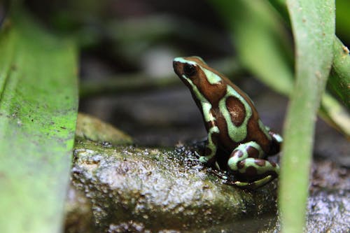 Photos gratuites de forêt, grenouille, pluie