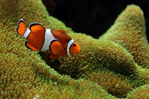 Ilmainen kuvapankkikuva tunnisteilla kala, koralli, kruunu