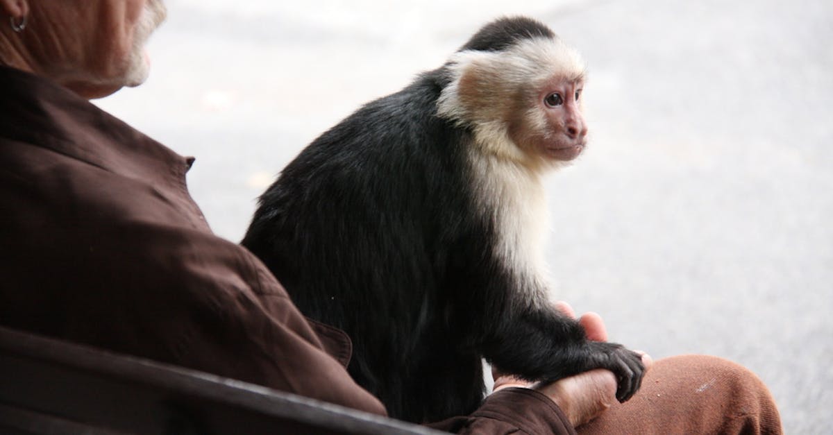 How much is a Capuchin monkey cost