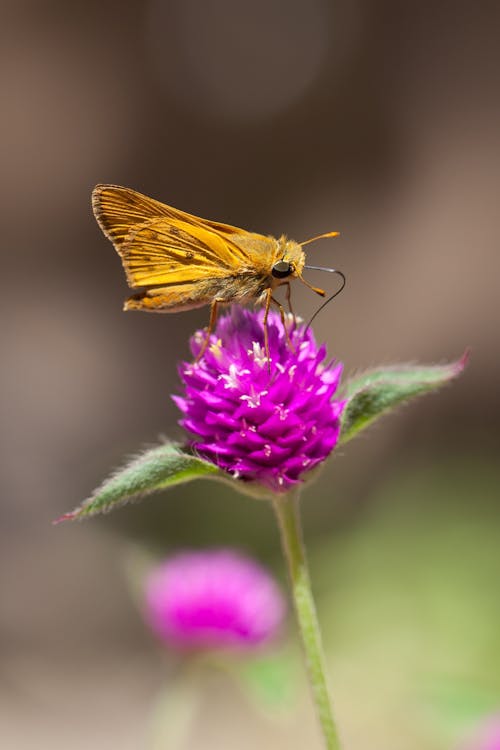 Close-Up Shot of a Moth Perched on a Purple Flower