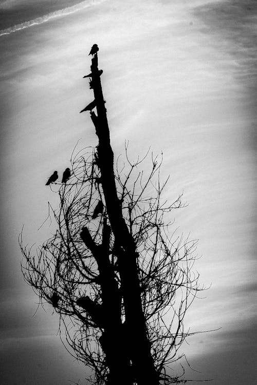 Photos gratuites de arbre, effrayant, mort