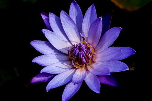 Close-Up Shot of a Purple Lotus Flower in Bloom