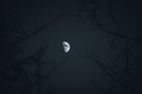 คลังภาพถ่ายฟรี ของ astrophotography, กลางคืน, กิ่งไม้
