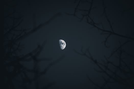 A half moon shines bright through dark tree branches during a serene night sky.