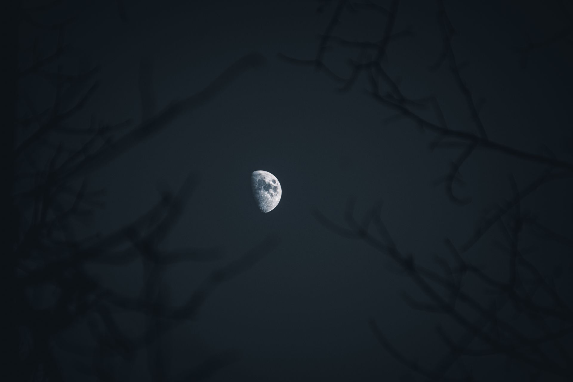 A half moon shines bright through dark tree branches during a serene night sky.
