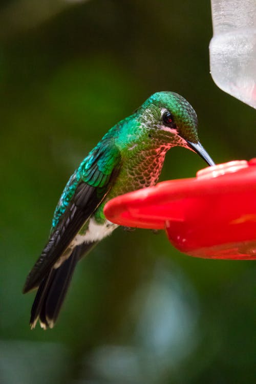Free Close-Up Shot of a Green Hummingbird Drinking Stock Photo