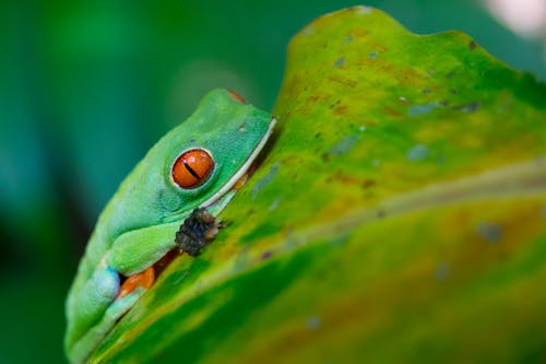 Free Close-Up Shot of a Green Frog on a Leaf Stock Photo