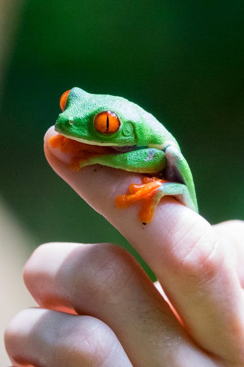 Photos gratuites de animal, beauté dans la nature, doigt