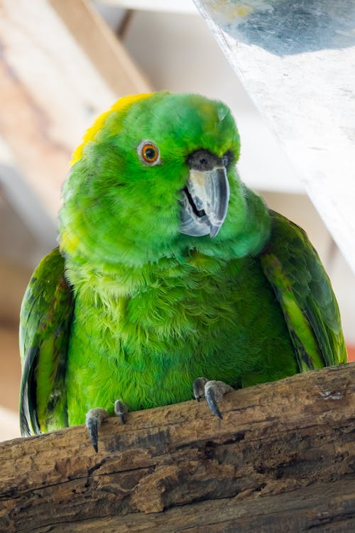 Close-Up Shot of a Green Parrot Perched on a Wood