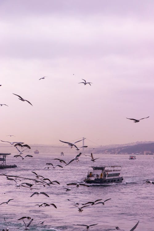 Flock of Birds Flying over the Sea Under Purple Sky