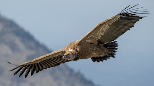 Gratis arkivbilde med andean condor, fugl flyr, fuglfotografi