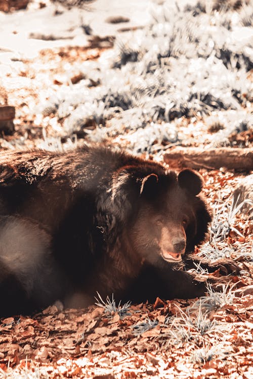 Free A Black Bear in the Wild Stock Photo